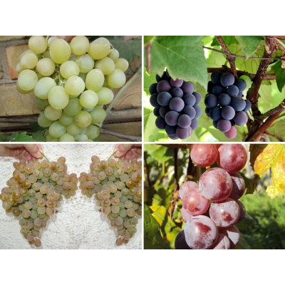 Winorośl, winogron Vitis zestaw deserowy