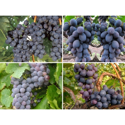 Winorośl, winogron Vitis zestaw na wino