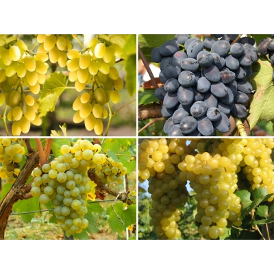 Winorośl, winogron Vitis zestaw Amatorski I