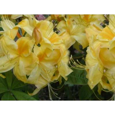 Azalia wielkokwiatowa "Golden Sunset Żółta"