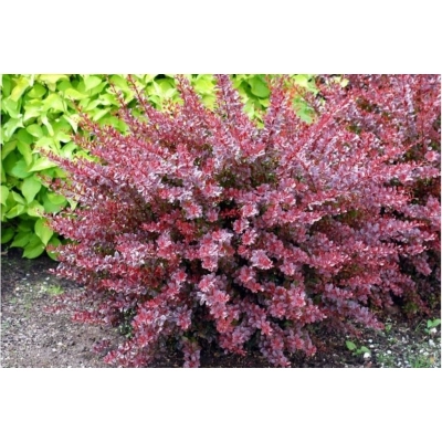 Berberys 'Berberis' Czerwony