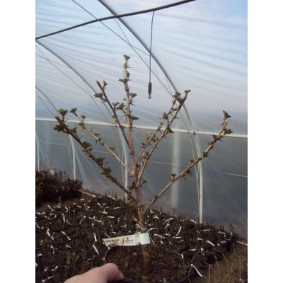 Berberys 'Berberis' Czerwony