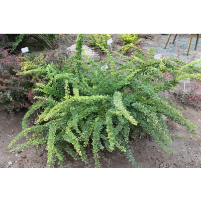 Berberys 'Berberis' Zielony