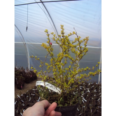 Berberys 'Berberis' Żółty Goldalita Kulisty