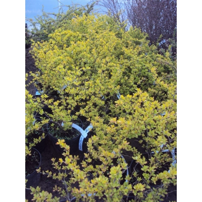 Berberys 'Berberis' Żółty