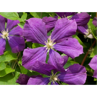 Powojnik , Clematis "Fioletowy"