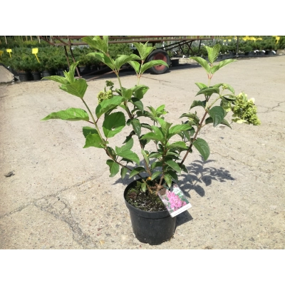 Hortensja bukietowa Hydrangea panikulata 