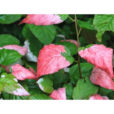 Kiwi ozdobne Actinidia kolomikta "Adam"