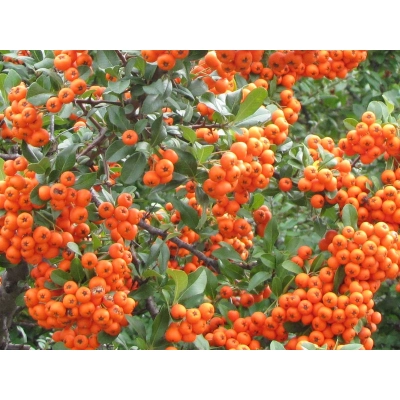 Ognik szkarłarny Pyracantha coccinea "Pomarańczowy"