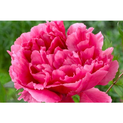 Piwonia Paeonia "Różowa "