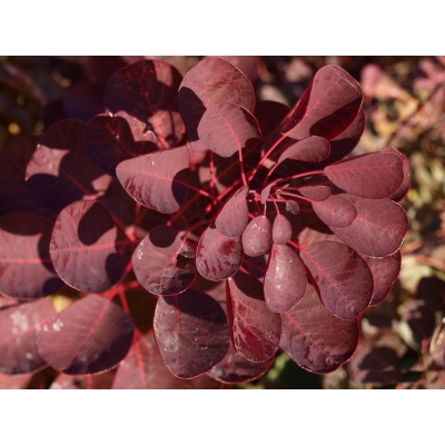 Perukowiec Cotinus szczepionu czerwony