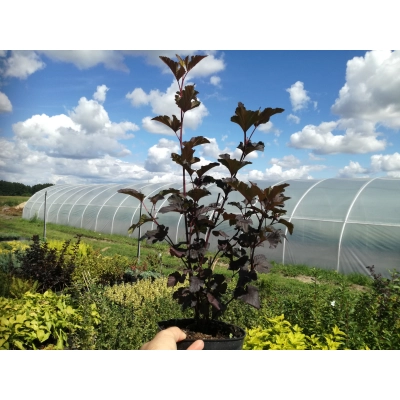 Pęcherznica Physocarpus opulifolius 