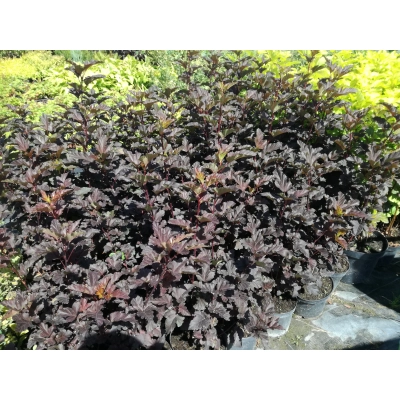 Pęcherznica Physocarpus opulifolius "Ametyst"