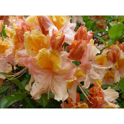 Różanecznik, Rhododendron "Pomarańczowy"
