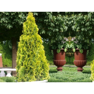 Tuja szmaragd Thuja occidentalis Żółty