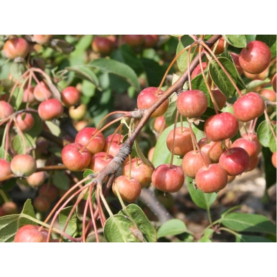 Rajskie jabłuszko Malus pumila Mill