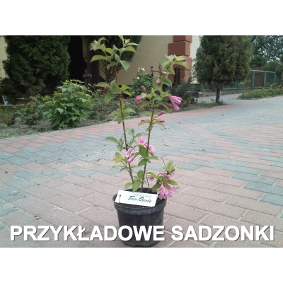 Weigela, krzewuszka florida 