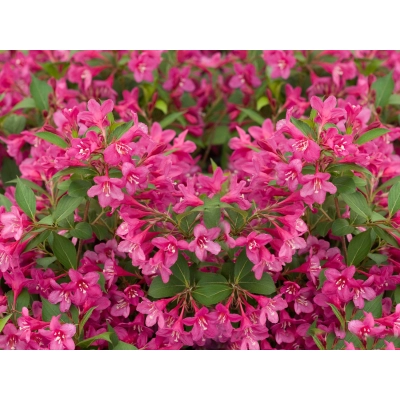 Weigela, krzewuszka florida "Różowa"
