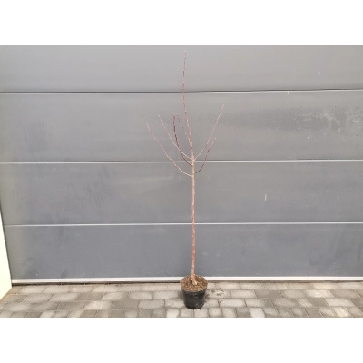 Jabłoń rajska  Malus tschonoskii