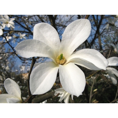 Magnolia "Kobus"