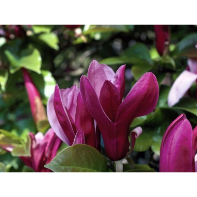 Magnolia "Nigra"