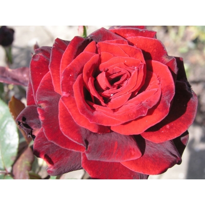 Róża rabatowa Rosa multiflora "Bordowa"