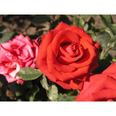 Róża rabatowa Rosa multiflora "Czerwona Mini"