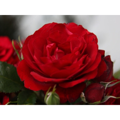 Róża wielkokwiatowa Rosa "Czerwona Ciemna"