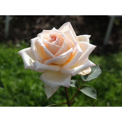 Róża rabatowa Rosa multiflora "Ecri"