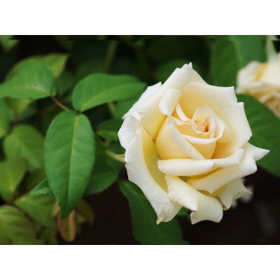 Róża rabatowa Rosa multiflora "Kremowa"