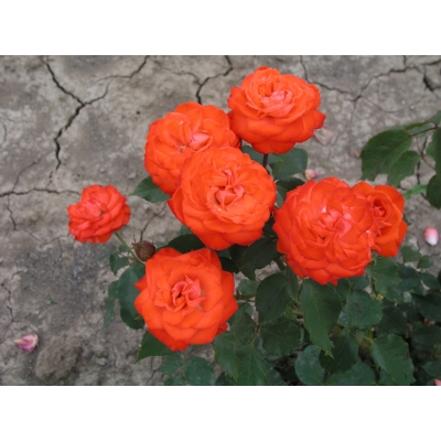 Róża wielkokwiatowa Rosa "Pomarańczowa Pachnąca"