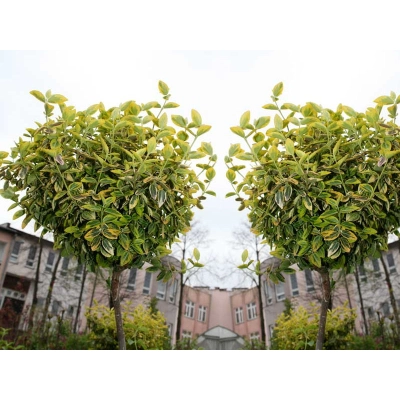 Trzmielina szczepiona na pniu Eounymus