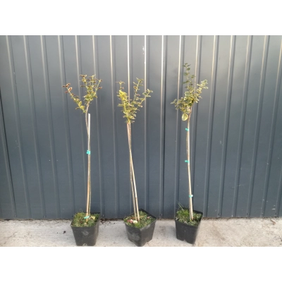 Trzmielina szczepiona na pniu Eounymus 'Żółta'