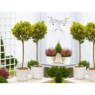 Trzmielina szczepiona na pniu Eounymus 'Żółta'