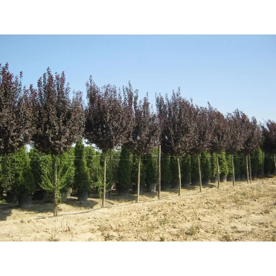 Śliwa Ozdobna Na Pniu 'Prunus Cerasifera