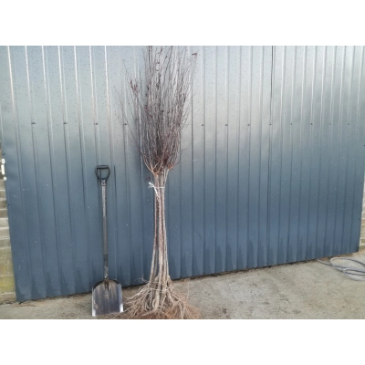 Śliwa Ozdobna Na Pniu 'Prunus Cerasifera' Nigra