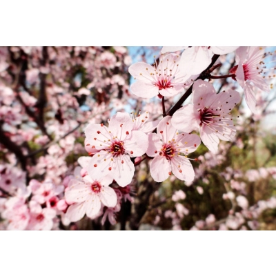 Śliwa Ozdobna Na Pniu 'Prunus Cerasifera' Pissardii