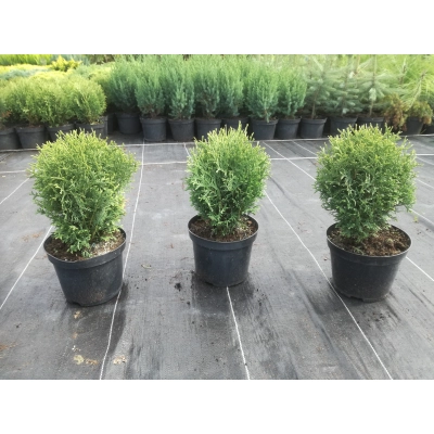 Tuja 'Thuja' Danica