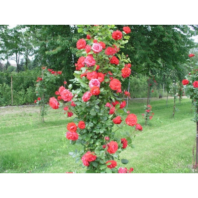 Róża pnąca Rosa arvensis "Czerwona Słup"