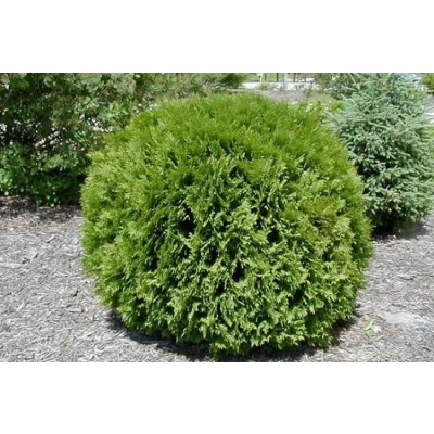 Tuja 'Thuja' Hoseri