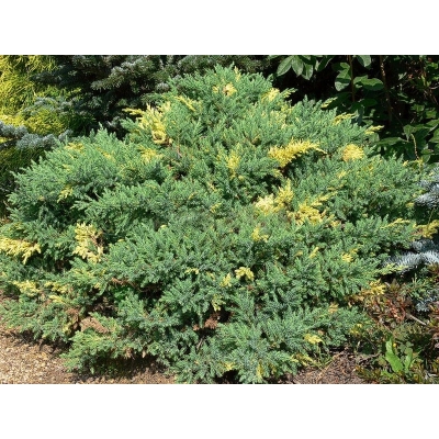 Jałowiec Juniperus chinensis "Expansa Variegata"