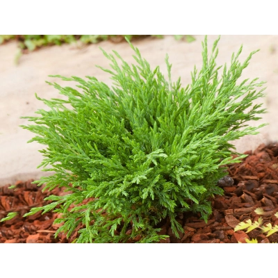Jałowiec Juniperus horizontalis "Andorra Compact"
