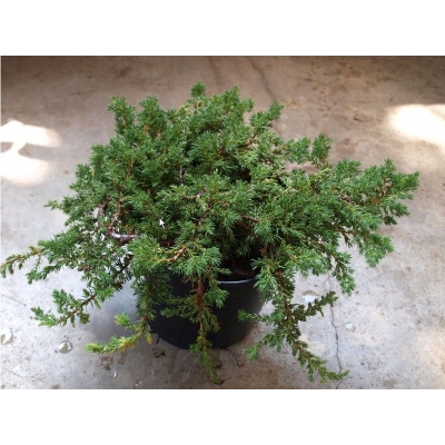 Jałowiec Juniperus horizontalis "Andorra Variegata"