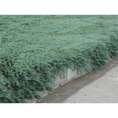 Jałowiec Juniperus horizontalis "Glauca Group"