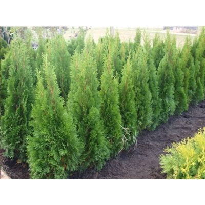 Tuja szmaragd Thuja occidentalis "Szmaragd" poj. 2l