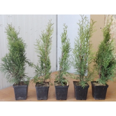 Tuja szmaragd Thuja occidentalis "Szmaragd" poj. P9