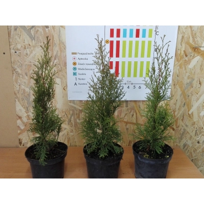 Tuja szmaragd Thuja occidentalis "Szmaragd" poj. 1,5 2- letnia