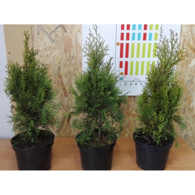 Tuja szmaragd Thuja occidentalis "Szmaragd" poj. 2l 3- letnia