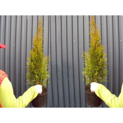 Tuja szmaragd Thuja occidentalis "Szmaragd" poj. 3l 4- letnia