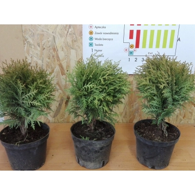 Tuja Thuja occidentalis kulka szybkorosnąca